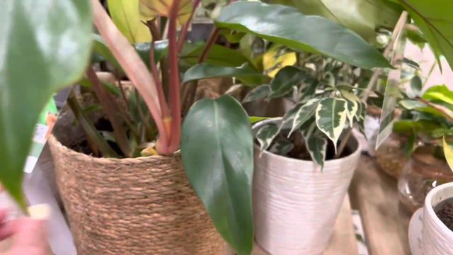 ANTHURIUM PTERODACTYL🌱PHILODENDRON MAYOI 🌱AND MANY MORE | HOME DEPOT | LOWES | PROMISE RODRIGUEZ смотреть онлайн