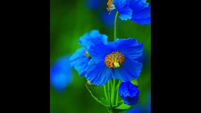 16 Цветы для любимых Элвис Пресли Моя дорогая, я люблю тебя смотреть онлайн