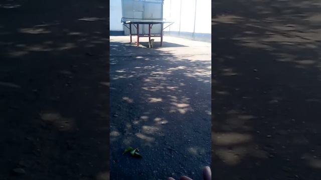 Умная кошка смотреть онлайн