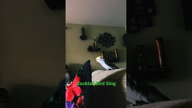 Cookie The cockatiel,￼ Bird Singing смотреть онлайн