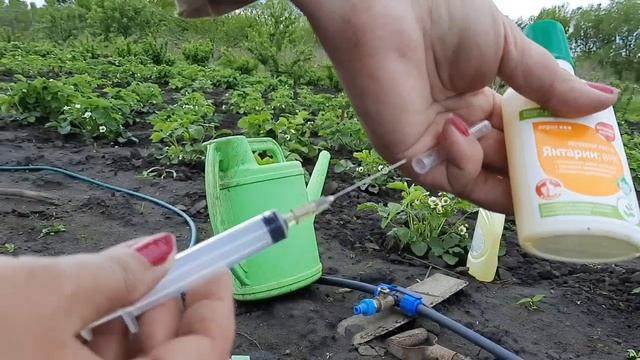 КАК МЫ САЖАЕМ ПЕРЕЦ В ГРУНТ С МИНИМАЛЬНЫМ СТРЕССОМ ДЛЯ РАСТЕНИЯ смотреть онлайн