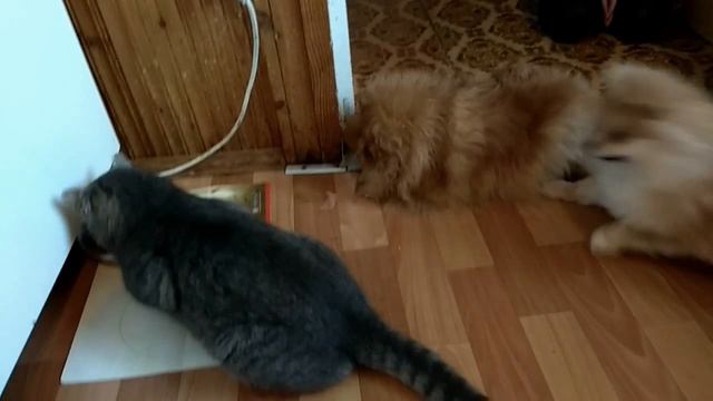 Как нам живется с двумя собаками смотреть онлайн