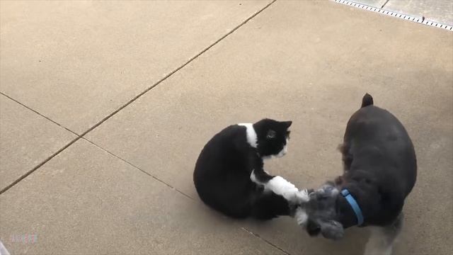 012. Funniest Cat Videos Will Make You Laugh #184 - Funny Animal Videos.mp4 смотреть онлайн