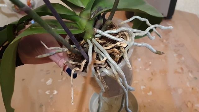 Гнилая орхидея сама себя вылечила) Получение лампы Mars Hydro победителем Верой Морозовой!