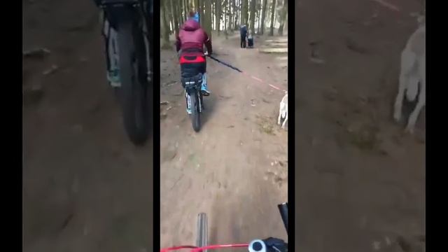 Выпуск 14. Обучение собаки двигаться с велосипедом смотреть онлайн