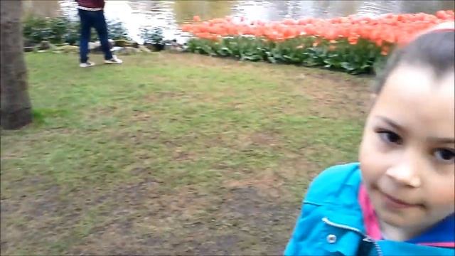 Парк тюльпанов Keukenhof в Амстердаме, Голландия