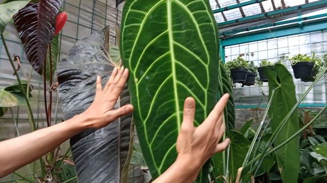 KING ANTHURIUM VEITCHII dan QUEEN ANTHURIUM WAROCQUEANUM смотреть онлайн