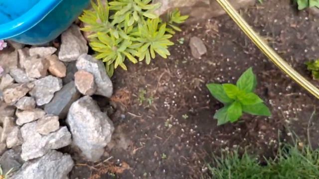 Обзор моих метельчатых гортензий .Цветение дуболистной и древовидных гортензий! смотреть онлайн