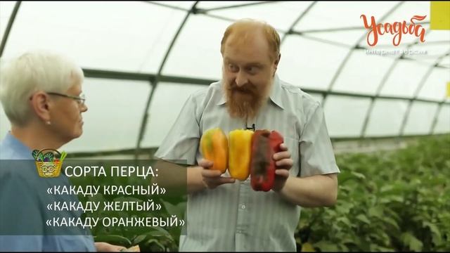 Лучшие сладкие перцы от компании "Гавриш" смотреть онлайн