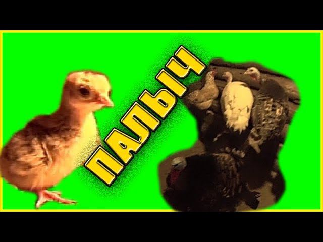 Первый Индюшонок ПАЛЫЧ вылупился, уроки пошли на пользу смотреть онлайн