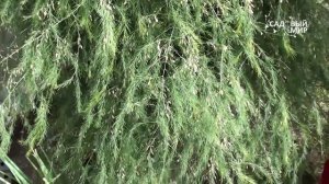 Как выращивать спаржу. Сайт "Садовый мир"