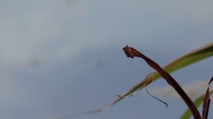 Особо охраняемые природные территории Челябинской области