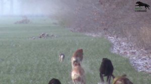 Охота с собаками на зайца .Грейхаунды и метисы хортой борзой .16 часть.  сезон 2023-2024г