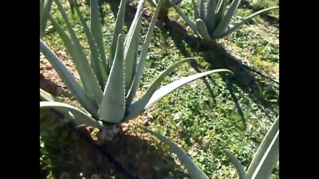 Aloe Barbadensis Miller Crete смотреть онлайн