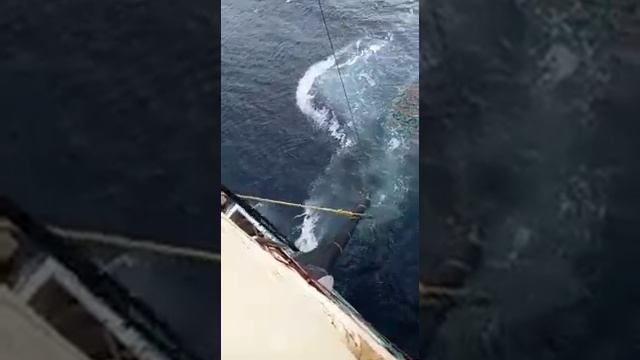 ПРОМЫШЛЕННЫЙ ЛОВ РЫБЫ/INDUSTRIAL FISHING смотреть онлайн