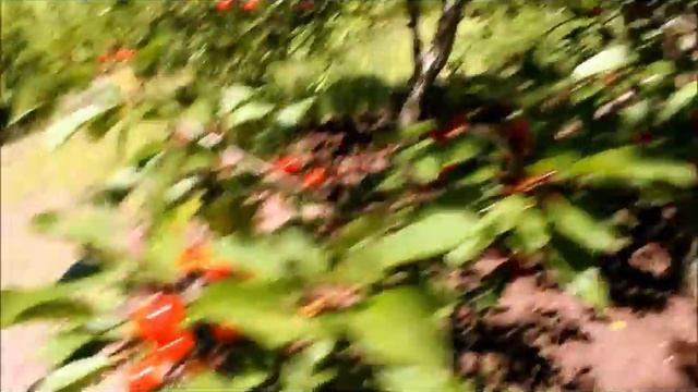 Пересадка вишни в своём саду. Свои дачные саженцы - подвои. смотреть онлайн