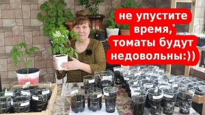 Когда пикировать томаты. Рассада помидор. Ранняя пикировка томатов в марте