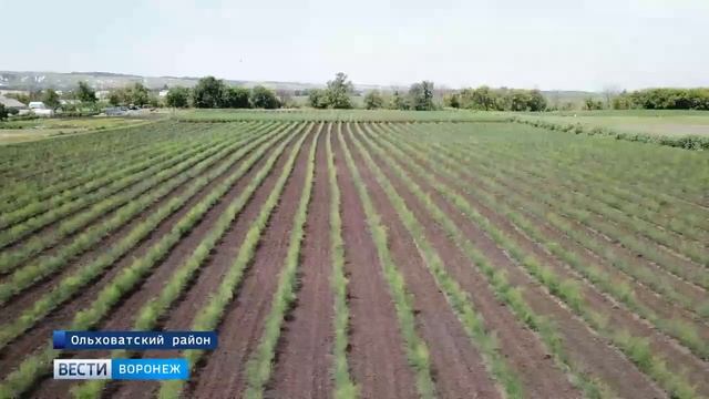 Спаржа в Воронежской области смотреть онлайн