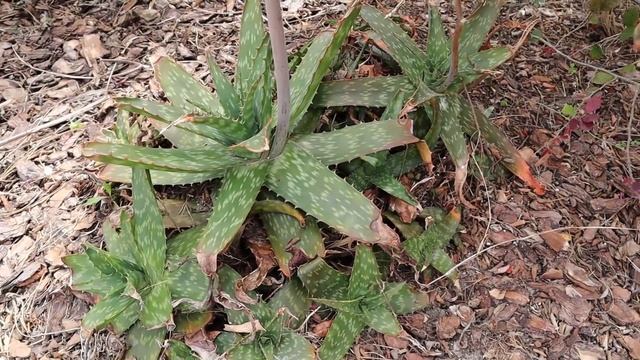 Хибискус, Aloe Maculata 'Yellow Form' (Yellow soap aloe) смотреть онлайн
