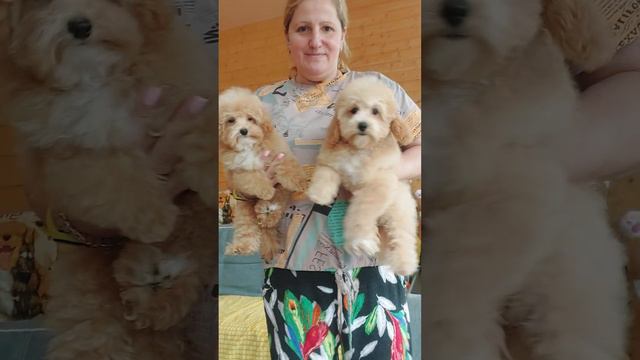 настоящие МАЛЬТИПУ МЭРС и ЛАМБОРДЖИНИ ПИТОМНИК КАСТРОПУЛО КРЫМ ЦЕНА В ВИДЕО +79787458062 смотреть онлайн