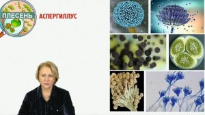 Чем опасен гриб Аспергиллус и где им можно заразиться.