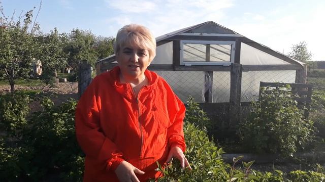 ПОЧЕМУ Я НЕ ПОСАДИЛА ЭТУ ЯГОДУ РАНЬШЕ!? Фрукты-ягоды. Мой опыт. смотреть онлайн