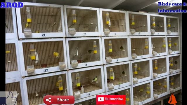 Birds Cages setup смотреть онлайн