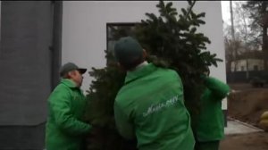 Как правильно посадить елку