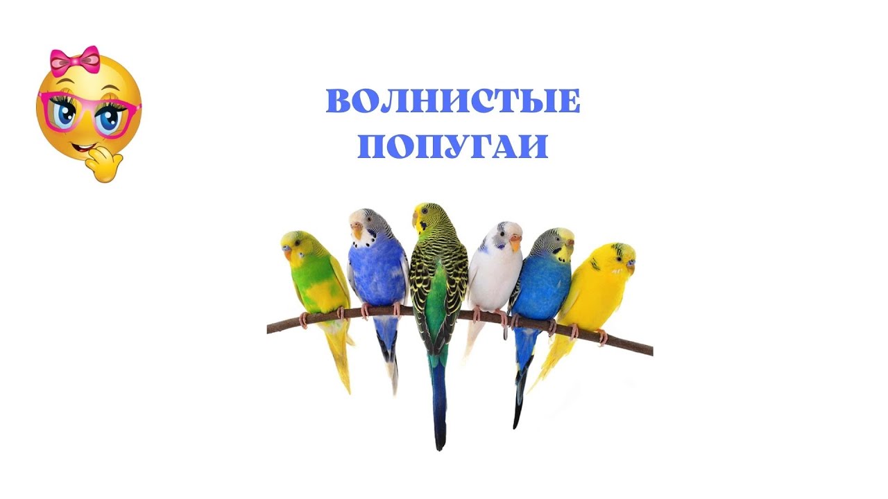 Волнистые попугаи краткая характеристика породы.mp4 смотреть онлайн