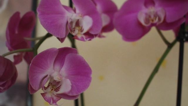 ФАЛЕНОПСИС : ОСНОВНЫЕ ПРАВИЛА ВЫРАЩИВАНИЯ #орхидеи_фаленопсис #phalaenopsisorchids #ольденбургру#18 смотреть онлайн