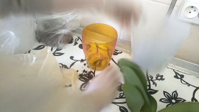 Орхидеи 73 / Пересадка орхидеи Budapest + похвастушки / смотреть онлайн