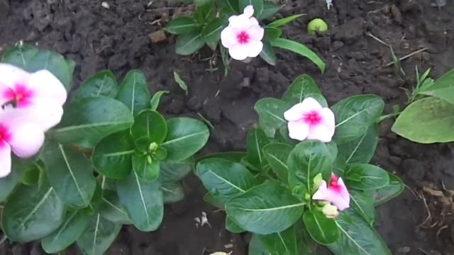 Выращиваем катарантус на даче смотреть онлайн