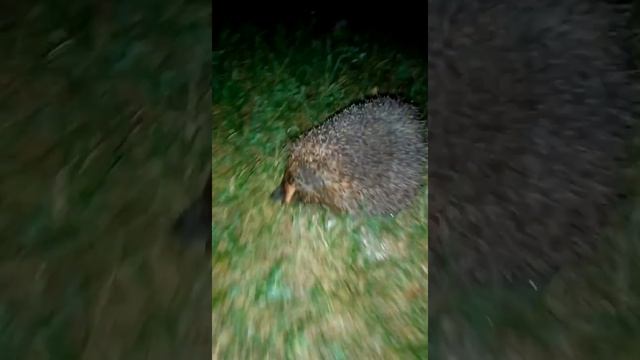 Ёжик прячет нос смотреть онлайн