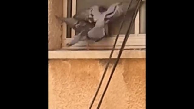Best Pigeon Fight Ever