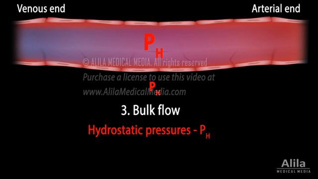 Capillary Exchange and Edema, Animation смотреть онлайн