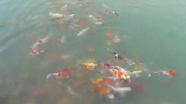 Японские карпы в озере смотреть онлайн