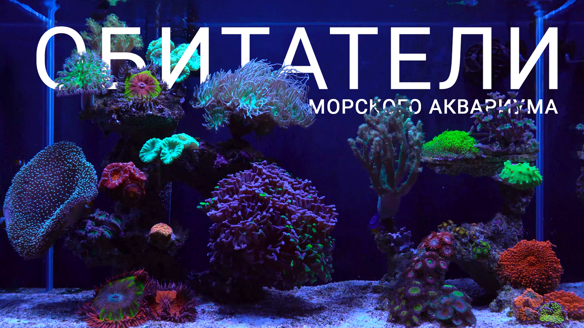 Морской аквариум и его обитатели | The Corals In My Reef Tank