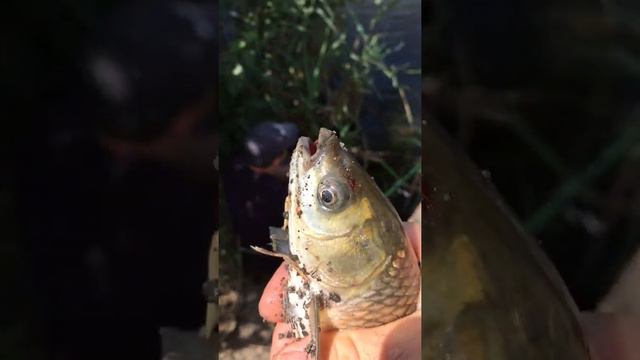 Рыбалка. Поймали Хрюкающего Амура. Хайп смотреть онлайн