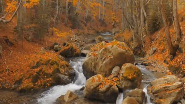 Татьяна Лаврова. Янтарный лист трепещет на ветру смотреть онлайн