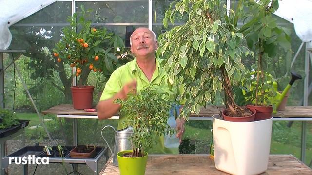 Entretenir les ficus benjamina смотреть онлайн
