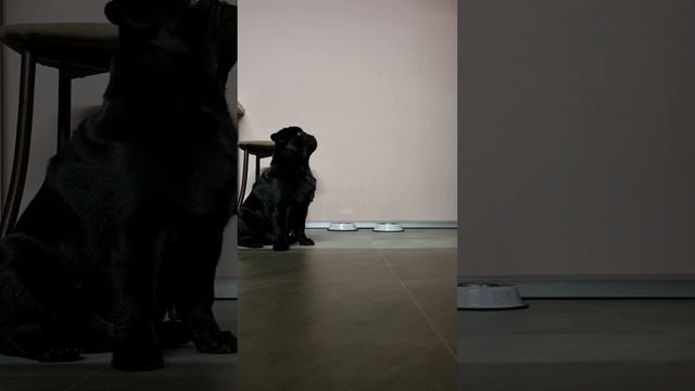 Как ест наш Мопс? Дрессировка собаки / Кормление / Воспитание / Выдержка смотреть онлайн