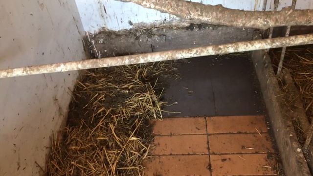 Уход за наседкой в первые дни.Гнёзда должны быть чистыми смотреть онлайн