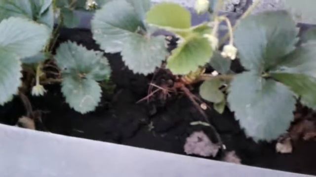 Клубника в контейнерах, уход и удобрение! смотреть онлайн