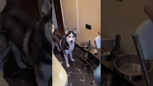 Кнопка счастья #dog #husky #собака #хаски смотреть онлайн