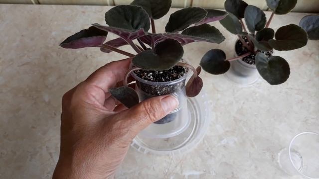 Неправильный полив после пересушки. Не убейте свою фиалку!