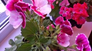 КОРОЛЕВСКАЯ ПЕЛАРГОНИЯ. ОСОБЕННОСТИ УХОДА.