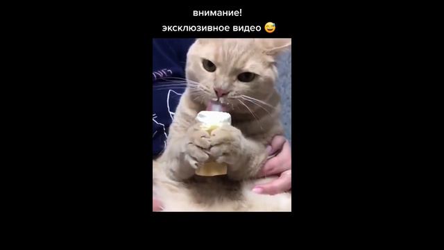 Хорошая подборка смешных видео из Тик Ток. смотреть онлайн