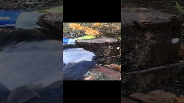 Пенек разобрать на части1.mp4