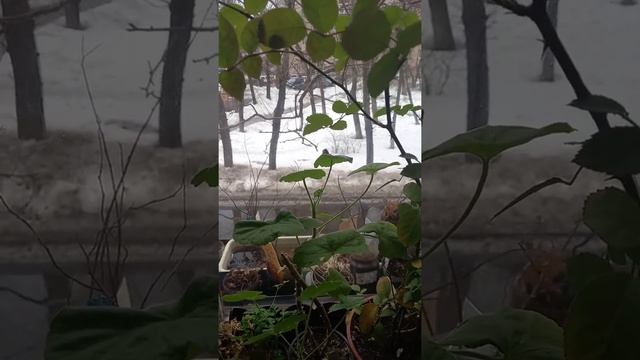 Бенгальская роза зацветает смотреть онлайн