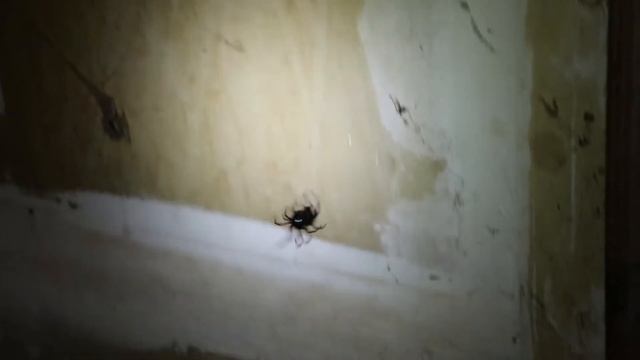 A MIGHTY BEAST смотреть онлайн